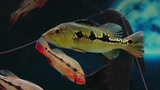 Cá Hoàng bảo yến fogo 14-18cm. Mua bán Thú cưng khác tại Thành phố Thủ Đức Tp Hồ Chí Minh được đăng bởi Lê Văn Đệ hình 1