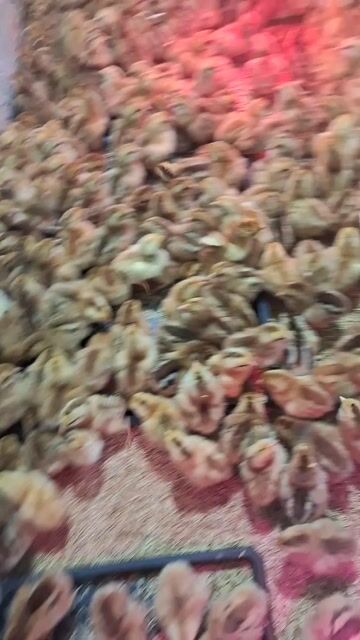 Gà con khỏe mạnh. Mua bán Gà tại Quận 12 Tp Hồ Chí Minh được đăng bởi Lê Thị Hảo hình 1