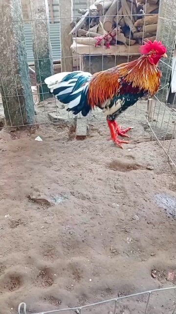 Gà chọi Đa sắc 2.7kg. Mua bán Gà tại Thành phố Hồng Ngự Đồng Tháp được đăng bởi long gà  hình 1