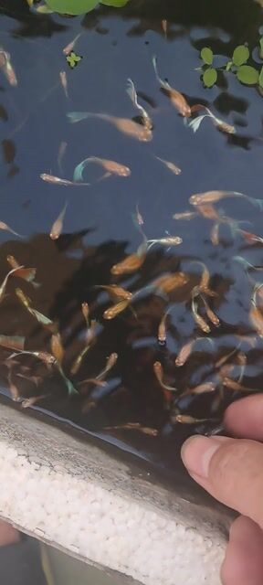 Trao đổi phụ kiện lấy cá 7 màu , thủy sinh. Mua bán Thú cưng khác tại Thành phố Thủ Đức Tp Hồ Chí Minh được đăng bởi Dinh Quoc Tuan hình 1