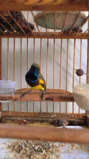 Hút mật 5 màu bụng vàng - chiến binh chém cánh. Mua bán Chim tại Quận Bình Tân Tp Hồ Chí Minh được đăng bởi Super Happy  hình 1