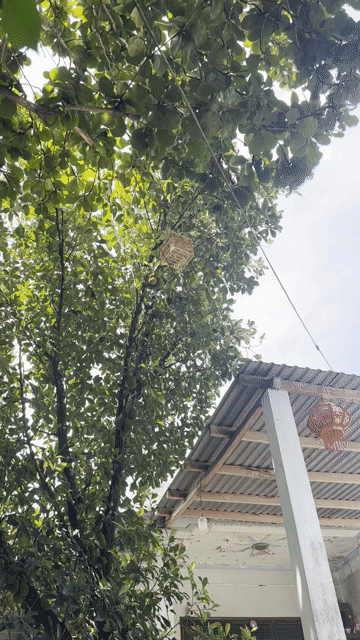 Lồng chim Trúc già Vuông Nâu gỗ. Mua bán Phụ kiện, Thức ăn, Dịch vụ tại Quận Hải Châu Đà Nẵng được đăng bởi Đặng Công Sĩ hình 1