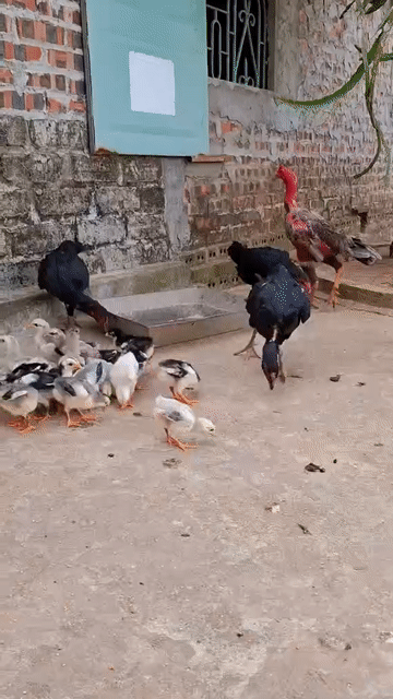 Gà chọi con Quấn vai Cưa đè Dưới 1 tháng. Mua bán Gà tại Huyện Châu Thành An Giang được đăng bởi Mua bán gà khấp mọi miền hình 1