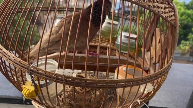 Chim cu gáy Thái Nâu cafe. Mua bán Chim tại Huyện Trảng Bom Đồng Nai được đăng bởi Duy hình 1