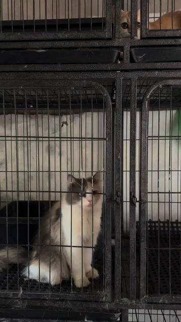 Cần bán 4 chú mèo con mẹ anh lông dài bố mèo ta. Mua bán Mèo tại Thành phố Bắc Ninh Bắc Ninh được đăng bởi Hoan Nguyen hình 1