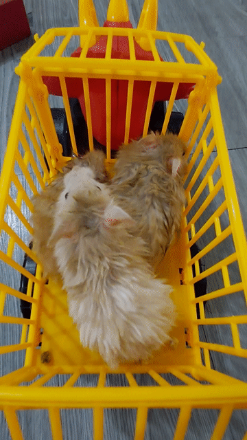Chuột Hamster Syrian Mũm mĩm Nâu nhạt. Mua bán Thú cưng khác tại Huyện Hóc Môn Tp Hồ Chí Minh được đăng bởi hàng hiệu  hình 1