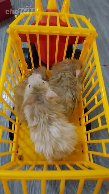 Chuột Hamster Syrian Mũm mĩm Nâu nhạt. Mua bán Thú cưng khác tại Huyện Hóc Môn Tp Hồ Chí Minh được đăng bởi hàng hiệu  hình 1