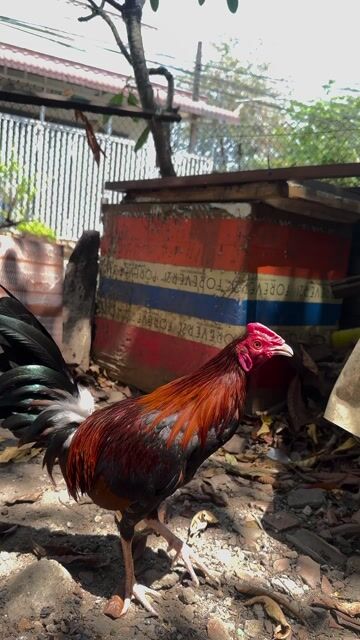 Gà Cuban Mỹ !!!. Mua bán Gà tại Huyện Trảng Bom Đồng Nai được đăng bởi Dan Pham hình 1