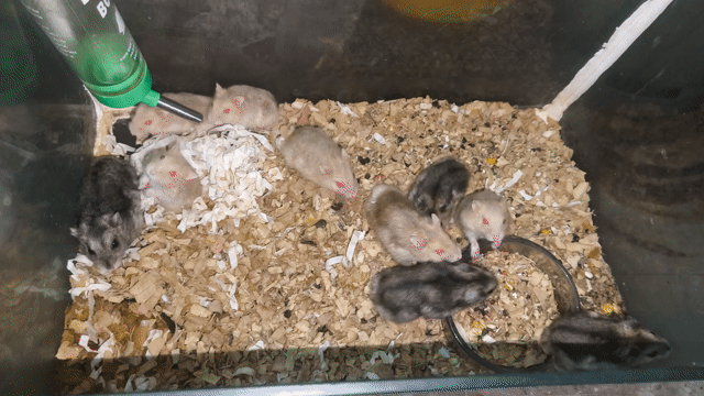 THANH LÝ CHUỘT HAMSTER + TẶNG KÈM HỒ KIẾNG NUÔI. Mua bán Thú cưng khác tại Quận Gò Vấp Tp Hồ Chí Minh được đăng bởi Đạt Phan hình 1