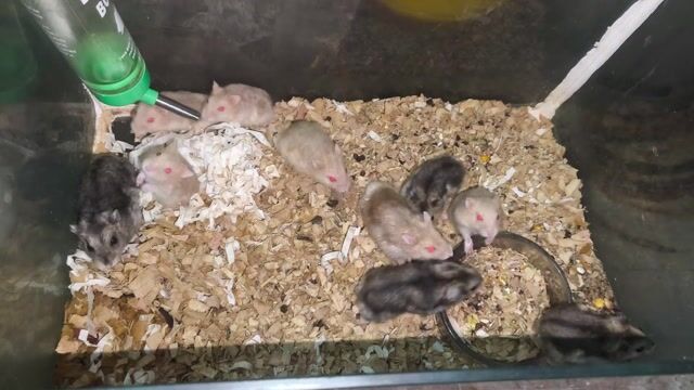 THANH LÝ CHUỘT HAMSTER + TẶNG KÈM HỒ KIẾNG NUÔI. Mua bán Thú cưng khác tại Quận Gò Vấp Tp Hồ Chí Minh được đăng bởi Đạt Phan hình 1