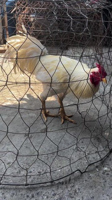 Gà nọc Thái đực đang thay lông. Mua bán Gà tại Thành phố Thủ Đức Tp Hồ Chí Minh được đăng bởi Trần Minh Tiến Thành hình 1