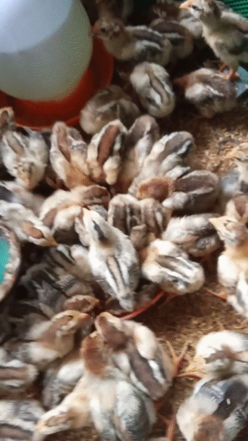 Gà Tàu Xưa 100 con. Mua bán Gà tại Huyện Châu Thành Tiền Giang được đăng bởi The End hình 1