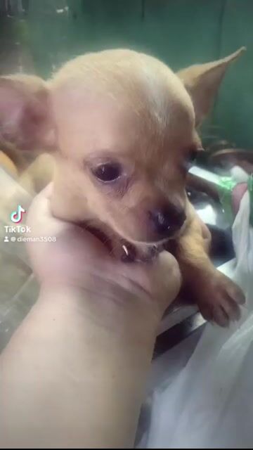 Chó Chihuahua nâu vàng cực nhỏ. Mua bán Chó tại Quận Phú Nhuận Tp Hồ Chí Minh được đăng bởi Mai Anh hình 1