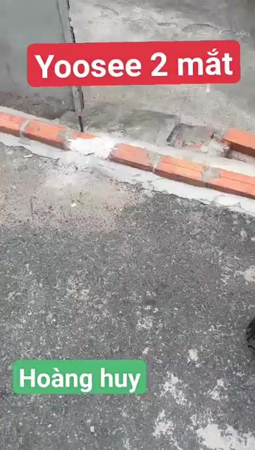 Camera wifi Yoosee 2 mắt 4K Ngoài trời. Mua bán Máy ảnh, Máy quay tại Quận Tân Phú Tp Hồ Chí Minh được đăng bởi ĐẠI LÝ CAMERA QUAN SÁT hình 1