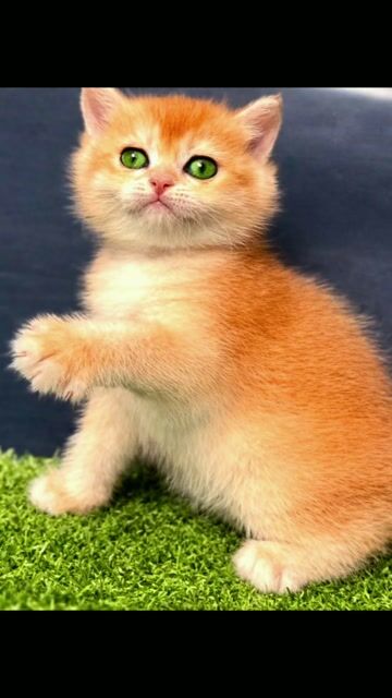 HCM - Bé đực Golden ny12 chuẩn đẹp. Mua bán Mèo tại Quận Gò Vấp Tp Hồ Chí Minh được đăng bởi Giang Nguyễn hình 1