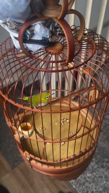 khuyên bỗi 2mùa vừa xong lông. Mua bán Chim tại Quận Hải Châu Đà Nẵng được đăng bởi Cristiano 7 hình 1