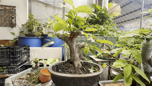 Cây cảnh bonsai Cây túc. Mua bán Cây cảnh, đồ trang trí tại Huyện Hóc Môn Tp Hồ Chí Minh được đăng bởi Nguyen Binh hình 1