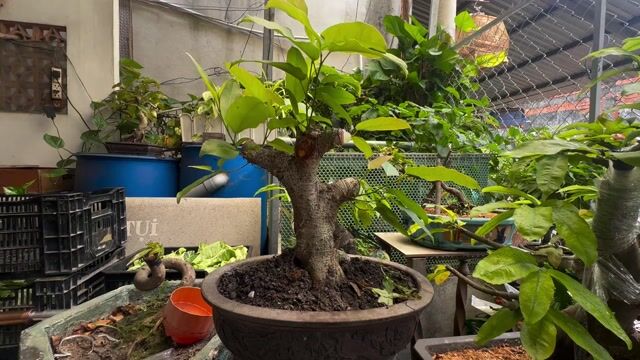 Cây cảnh bonsai Cây túc. Mua bán Cây cảnh, đồ trang trí tại Huyện Hóc Môn Tp Hồ Chí Minh được đăng bởi Nguyen Binh hình 1