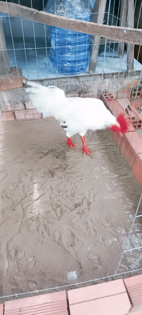 3ky 1 lông mới tay tốt ae hợp alo. Mua bán Gà tại Huyện Mỏ Cày Bắc Bến Tre được đăng bởi Nhan Le hình 1