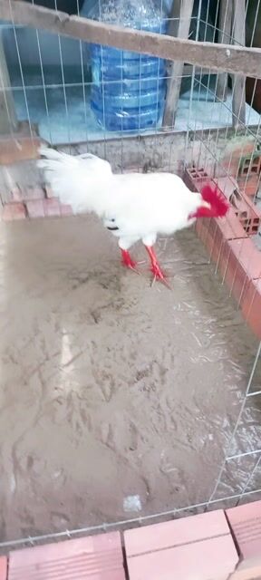 3ky 1 lông mới tay tốt ae hợp alo. Mua bán Gà tại Huyện Mỏ Cày Bắc Bến Tre được đăng bởi Nhan Le hình 1