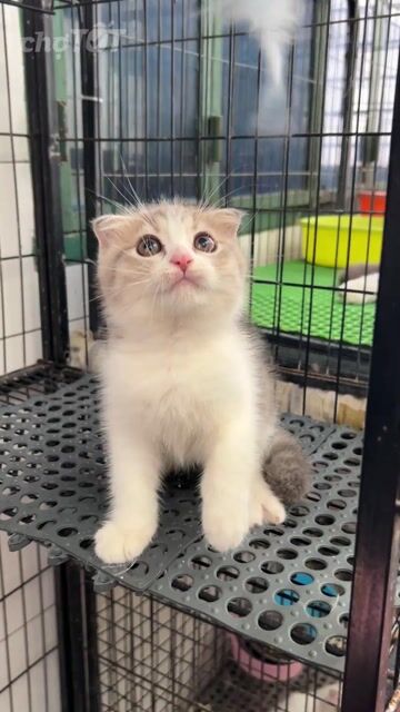 SALE cho e cái cuối tai cụp cuối đàn. Mua bán Mèo tại Quận 11 Tp Hồ Chí Minh được đăng bởi Ngọc Ngọc Meow hình 1