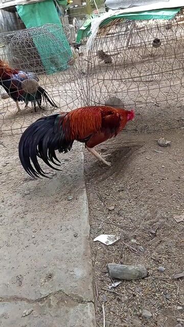 Gà tơ 2kí8 mới úp. Mua bán Gà tại Huyện Châu Thành Tiền Giang được đăng bởi Đan hình 1