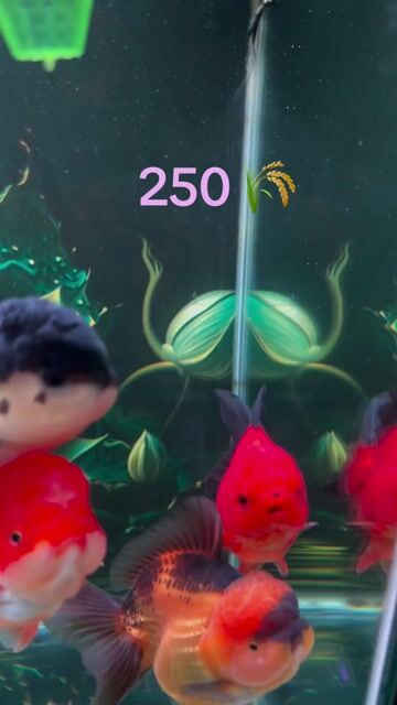 Cá vàng Oranda Đỏ đen 3n-3.5n. Mua bán Thú cưng khác tại Quận 8 Tp Hồ Chí Minh được đăng bởi Nguyễn Hậu hình 1