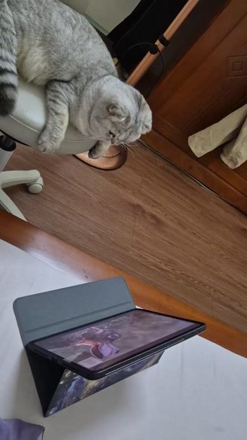 Mèo Anh Lông ngắn - Mèo cái 1 tuổi. Mua bán Mèo tại Quận Tân Bình Tp Hồ Chí Minh được đăng bởi Denny hình 1