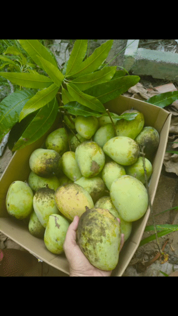 xoài cóc xoài thái. Mua bán Đồ ăn, thực phẩm và các loại khác tại Huyện Châu Thành Sóc Trăng được đăng bởi NHAKINHDOANH hình 1