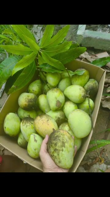 xoài cóc xoài thái. Mua bán Đồ ăn, thực phẩm và các loại khác tại Huyện Châu Thành Sóc Trăng được đăng bởi NHAKINHDOANH hình 1