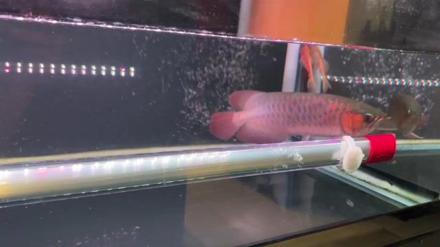 Huyết long u43 màu đẹp. Mua bán Thú cưng khác tại Quận 7 Tp Hồ Chí Minh được đăng bởi Huy Mập Abino hình 1