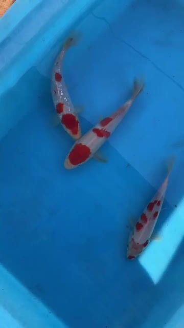 03 Koi Kohaku 20-22cm. Mua bán Thú cưng khác tại Huyện Xuyên Mộc Bà Rịa - Vũng Tàu được đăng bởi Ichi Ban Betta hình 1