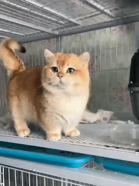 Phối giống mèo anh. Mua bán Mèo tại Huyện Gia Lâm Hà Nội được đăng bởi Quý Văn hình 1