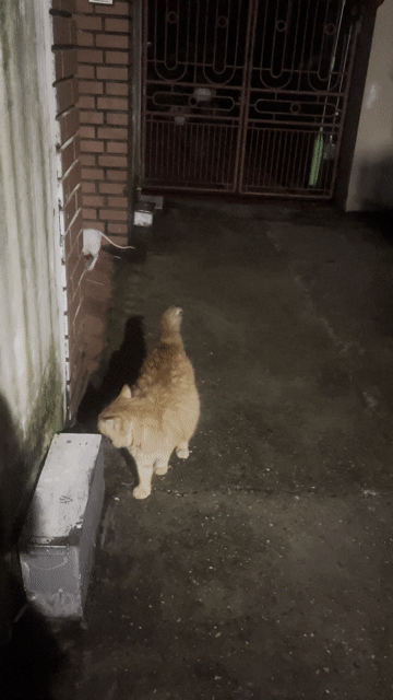 Mèo Maine Coon lai Ald cái Vàng đã triệt sản. Mua bán Mèo tại Huyện Lâm Thao Phú Thọ được đăng bởi Tôm Quang hình 1