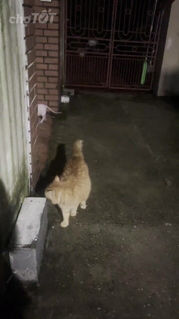 Mèo Maine Coon lai Ald cái Vàng đã triệt sản. Mua bán Mèo tại Huyện Lâm Thao Phú Thọ được đăng bởi Tôm Quang hình 1