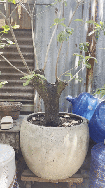 Cây cảnh Lộc vừng hoa Đỏ. Mua bán Cây cảnh, đồ trang trí tại Huyện Hóc Môn Tp Hồ Chí Minh được đăng bởi Nguyễn Đao hình 1