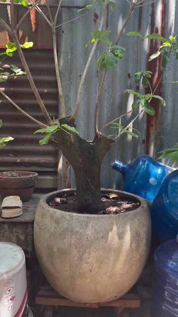 Cây cảnh Lộc vừng hoa Đỏ. Mua bán Cây cảnh, đồ trang trí tại Huyện Hóc Môn Tp Hồ Chí Minh được đăng bởi Nguyễn Đao hình 1