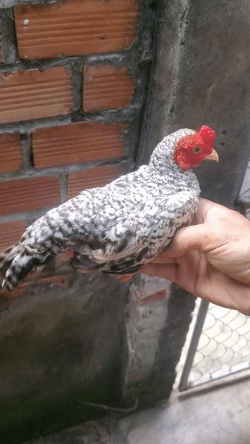 Gà tre 4 tháng. Mua bán Gà tại Huyện Tân Hiệp Kiên Giang được đăng bởi Ha DANG hình 1