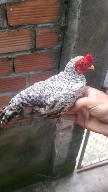 Gà tre 4 tháng. Mua bán Gà tại Huyện Tân Hiệp Kiên Giang được đăng bởi Ha DANG hình 1