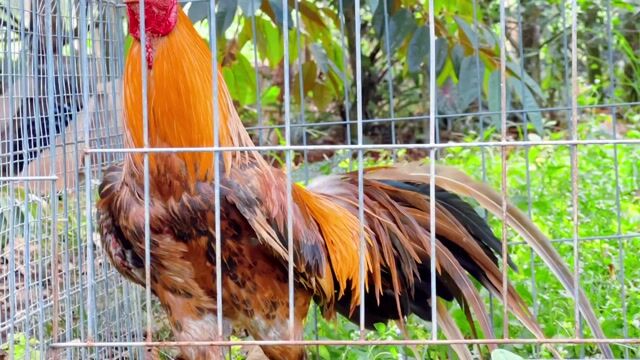 đồ xịn. Mua bán Gà tại Huyện Trảng Bom Đồng Nai được đăng bởi gà zin chuẩn đấu hình 1