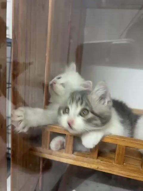 Mèo Tabby Trắng xám. Mua bán Mèo tại Quận Nam Từ Liêm Hà Nội được đăng bởi MộcTrà Nguyễn hình 1