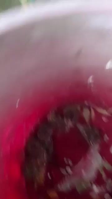 chim hót hay SC. Mua bán Chim tại Quận Gò Vấp Tp Hồ Chí Minh được đăng bởi Cao Khương hình 1