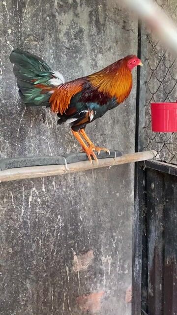 Thang lý asiimy 1kg5 ăn 2x. Mua bán Gà tại Huyện Bình Chánh Tp Hồ Chí Minh được đăng bởi lethanhphat hình 1