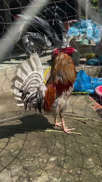 Gà chọi Kelso Xám 1.35 kg. Mua bán Gà tại Quận Cái Răng Cần Thơ được đăng bởi Trần Hoài Khang hình 1