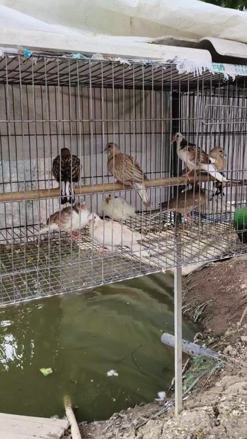 Chim cảnh nhiều màu. Mua bán Chim tại Huyện Trà Ôn Vĩnh Long được đăng bởi Tay Nguyen hình 1