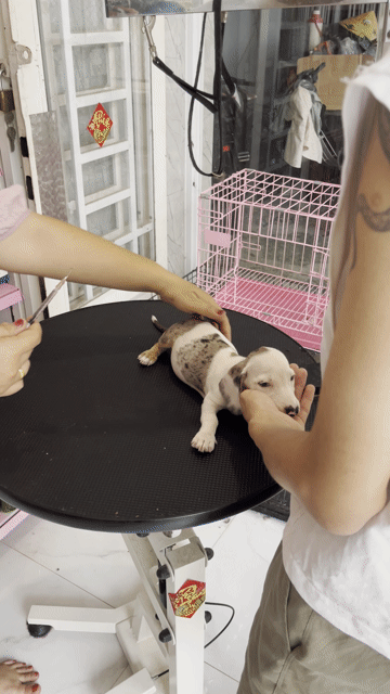 Chó lạp xưởng Loang 2 tháng đã tiêm. Mua bán Chó tại Thành phố Thủ Dầu Một Bình Dương được đăng bởi Hồ Duy Tân hình 1