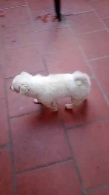 Chó cảnh Trắng đã tiêm phòng. Mua bán Chó tại Quận Hai Bà Trưng Hà Nội được đăng bởi Tung hình 1