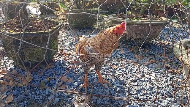 Gà trống màu Nâu, trắng, đen. Mua bán Gà tại Huyện Gò Công Tây Tiền Giang được đăng bởi Minh Tỷ hình 1