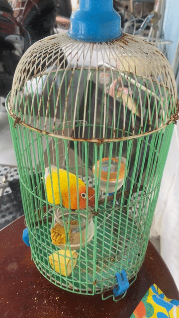 Vẹt lovebird Trống Vàng cam tuổi sinh sản. Mua bán Chim tại Thành phố Thủ Đức Tp Hồ Chí Minh được đăng bởi Hiếu hình 1