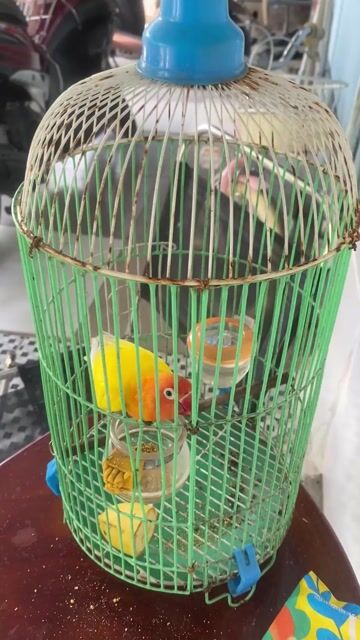 Vẹt lovebird Trống Vàng cam tuổi sinh sản. Mua bán Chim tại Thành phố Thủ Đức Tp Hồ Chí Minh được đăng bởi Hiếu hình 1